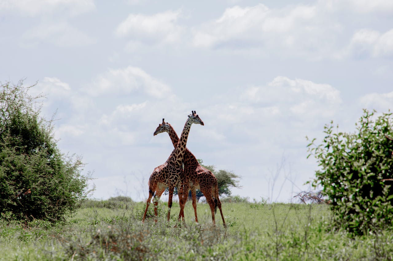 Two giraffes stand gracefully on the African plains surrounded by lush greenery and a blue sky.